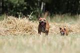 STAFFIE 118